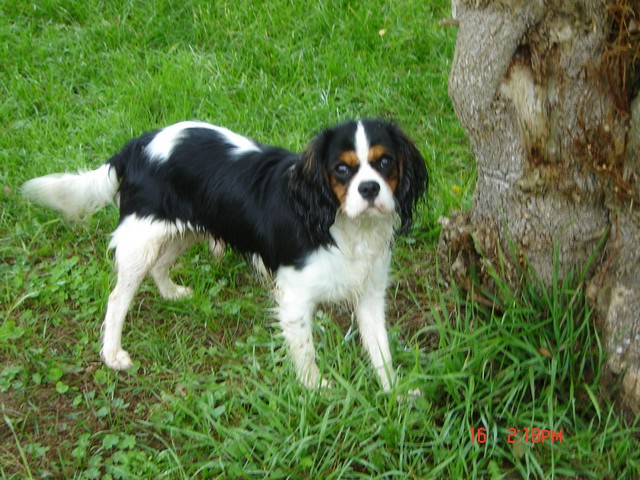 Cavalier King Charles : Hanton du rocher de la Garelire